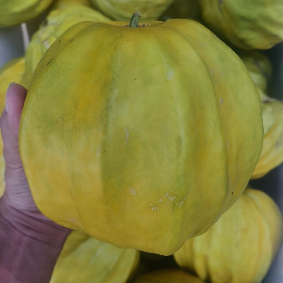 新鲜现摘应季水果湖南特产丑八怪香瓜黄色甜瓜丑瓜4-5斤装