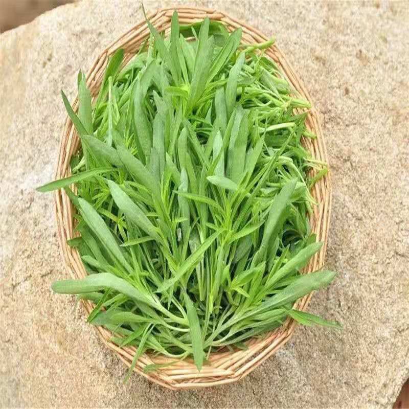 【东北特产山野菜】野生柳蒿芽新叶菜类