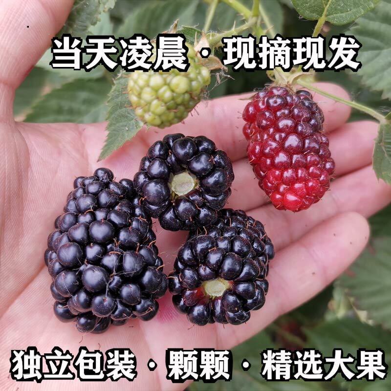 天然新鲜野生刺黑莓鲜果红梅树莓桑葚鲜果覆盆子山莓果蓝莓果750g