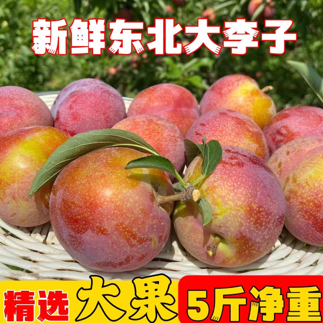 正宗大红袍李子5斤东北香蕉李子水果脆甜干核甜孕妇水果1斤包邮
