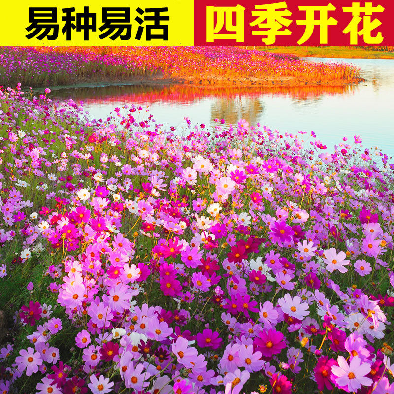 波斯菊种子格桑花百日庭院