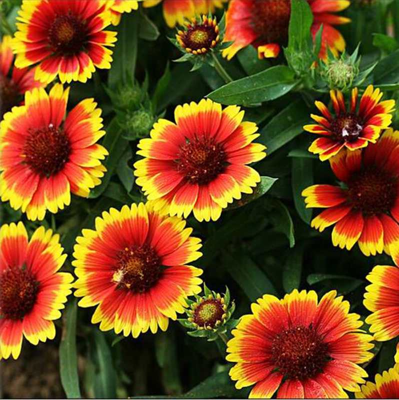 天人菊多年生宿根种子耐寒鲜花花坛景观绿化盆栽花卉种籽庭院阳台