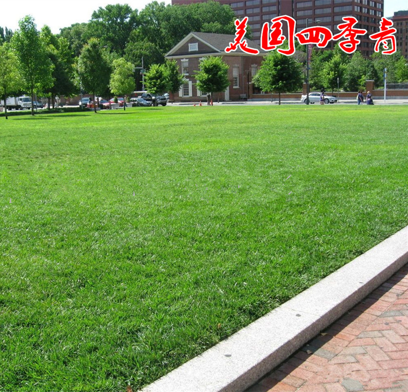 美国四季青草坪种子高羊茅草籽草种耐寒耐践踏工程绿化护坡