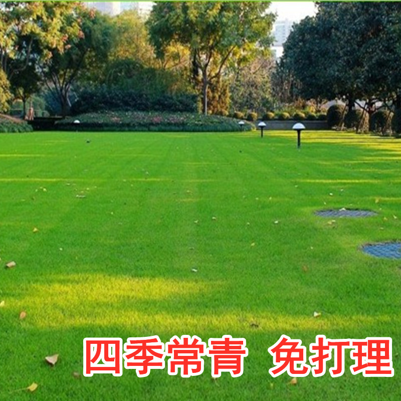 正品匍匐剪股颖草坪种子草籽四季常青庭院草籽矮生草种真草皮种子