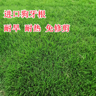 进口狗牙根草坪种子 巴根草种籽 四季常青护坡固土草籽耐旱耐践踏