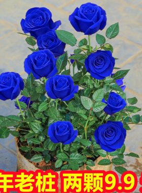 盆栽空气庭院花卉植物植物