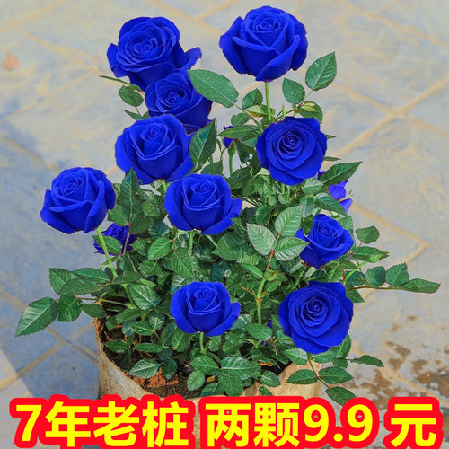 盆栽空气庭院花卉植物家居摆件