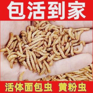 活虫子鸟粮面包虫养殖喂鸡吃的虫子鹦鹉八哥画眉幼鸟食物活体饲料