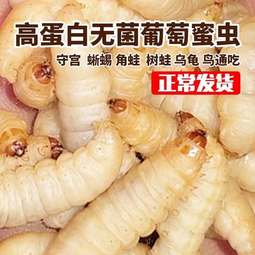 鸟活食活体无菌玉米虫葡萄蜜虫子