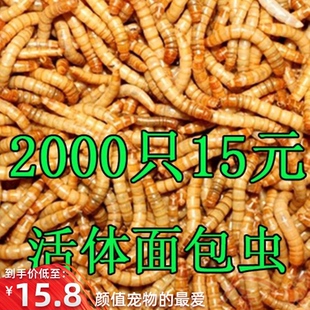 画眉宠物黄家用粮食活体鲜活虫面包虫相思鸟虫子鸟粮散装小号活虫
