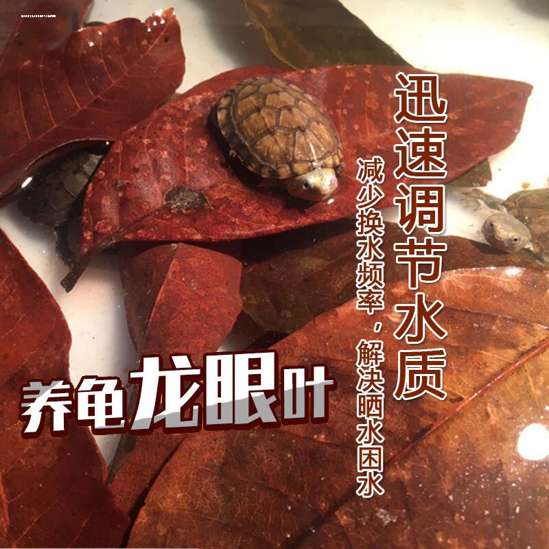 新鲜龙眼叶 龟缸养龟泡水调节酸碱 仿生态养龟环境装饰造景龙眼叶图片