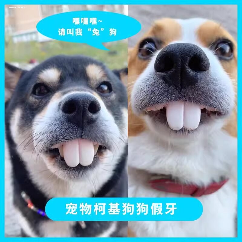 狗狗假牙玩具兔子大门牙搞笑恶搞宠物柯基龅牙创意假牙套整蛊搞怪