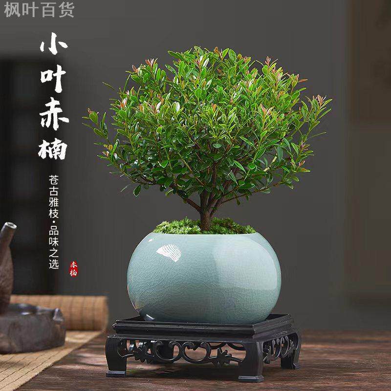 小叶赤楠老桩盆景苗四季常青水培