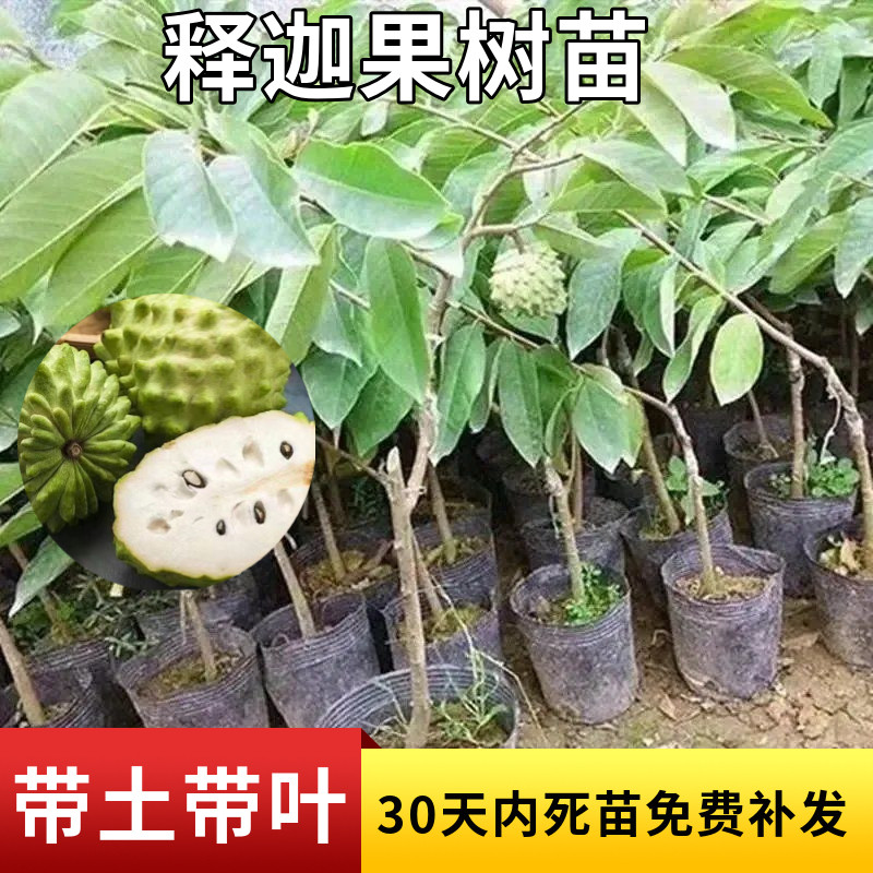 释迦果树苗带土带叶发图片