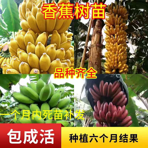 香蕉树苗小米蕉苗粉蕉皇帝焦红蕉矮化红皮苹果蕉芭蕉带土带叶芭蕉