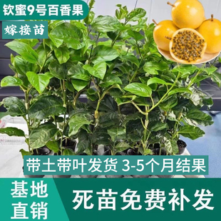 百香果苗钦蜜9号百香果苗纯甜黄色木瓜香蜜百香果四季 结果盆栽地