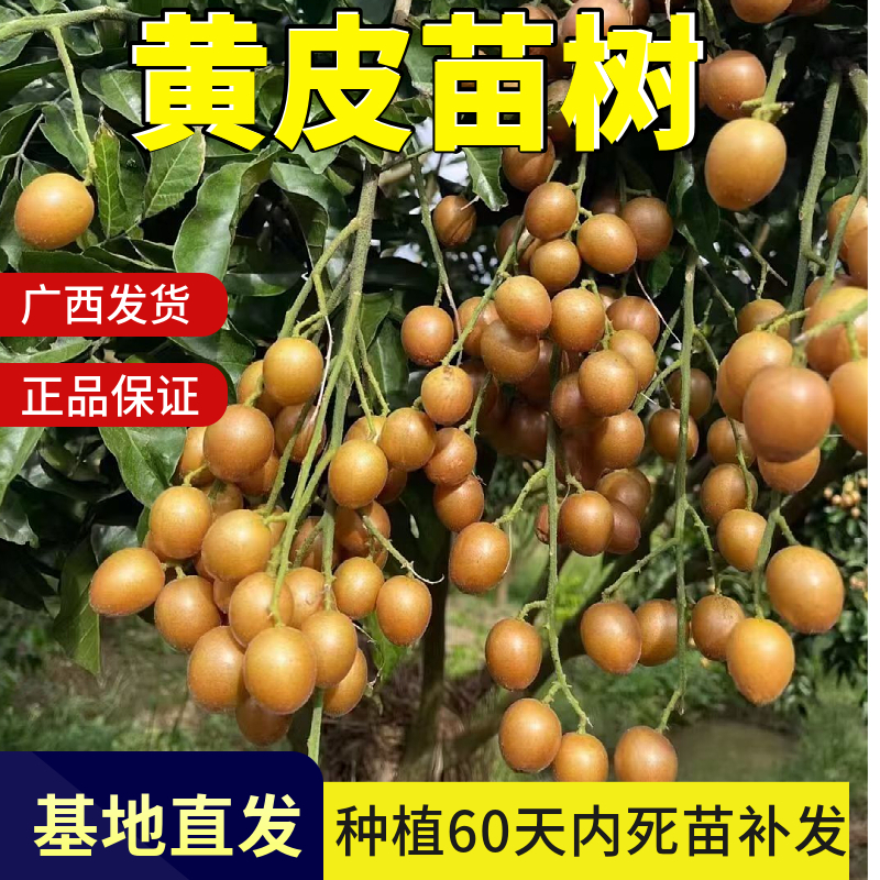 广西黄皮树苗带土带叶发