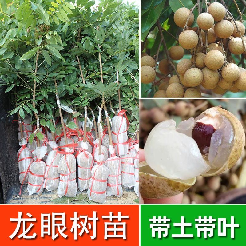 龙眼树苗南方种四季龙眼石硖龙眼