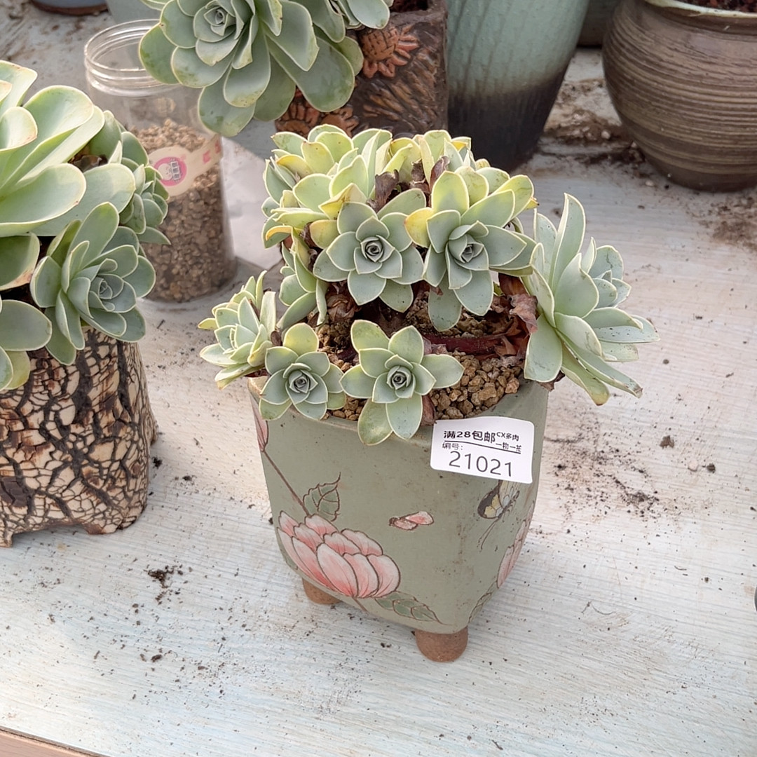 21021粉山地老桩群15cm,鲜花速递/花卉仿真/绿植园艺,多肉植物,淘宝优惠券,粉丝福利购,淘宝优惠卷