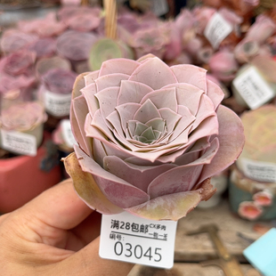 03045紫粉酒杯潘4.7cm
