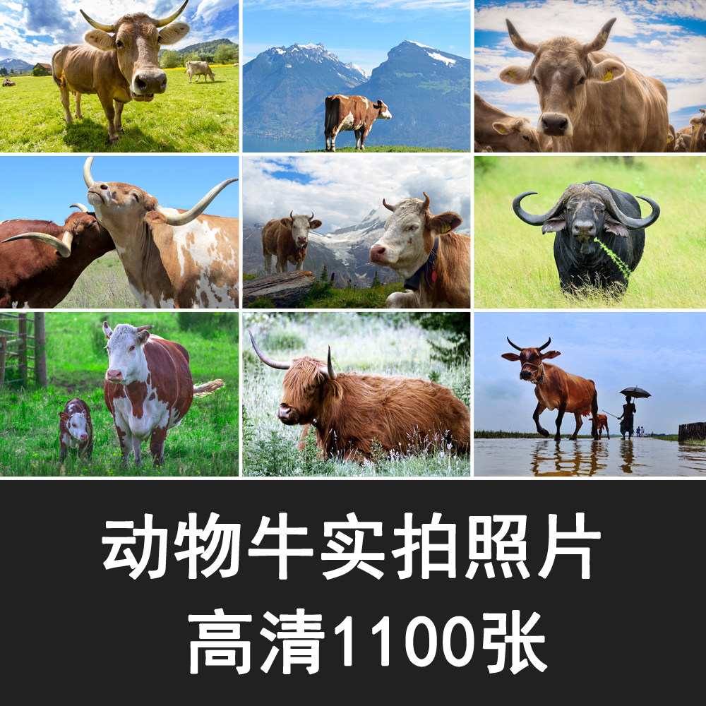 十二生肖动物牛实拍照片jpg高清图片海报喷绘写真设计电子素材