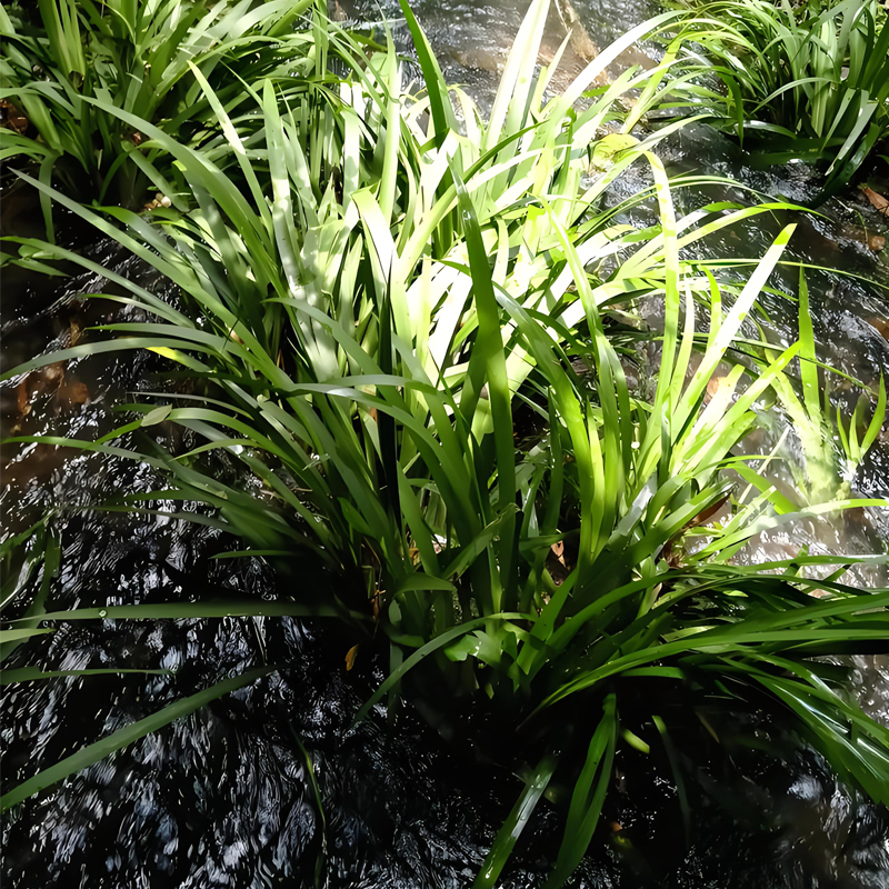 石菖蒲水培鱼缸盆景庭院造景绿植盆栽龟缸水陆缸过滤净化水质-封面