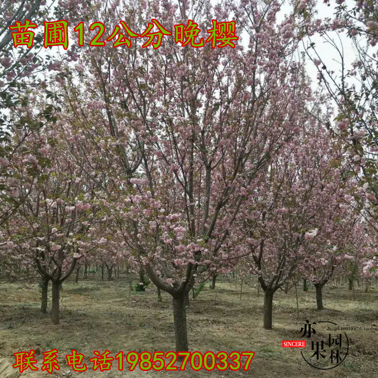 庭院风景树春，夏季节绿化树种植