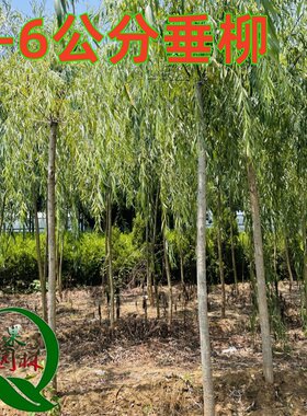 垂柳树苗速生黄金柳园林绿化柳树行道大树金丝柳杨柳旱柳植树节种