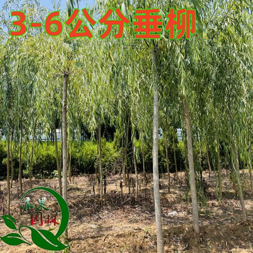 垂柳树苗速生黄金柳园林绿化柳树行道大树金丝柳杨柳旱柳植树节种