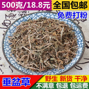 包邮垂盆草500g新货野生垂盆草