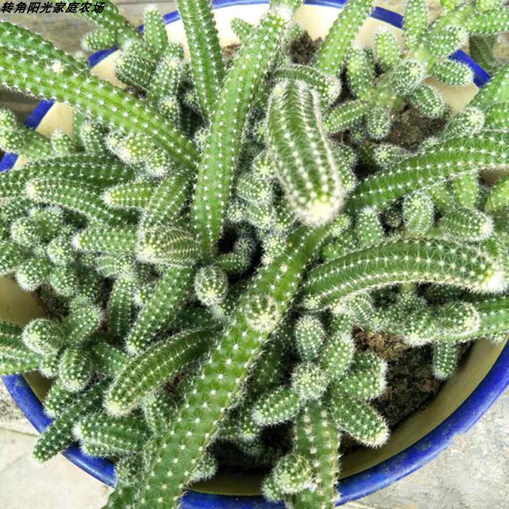 白檀 毛毛虫 橘黄色花 多肉植物 小仙人鞭 金牛掌 葫芦拳 易活
