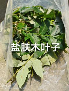 盐肤木叶子  付款后去树上摘  1份1斤