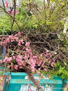 桃柳桑槐榆 桃树枝柳树枝桑树枝槐树枝榆树树枝新鲜树枝 桃枝槐枝