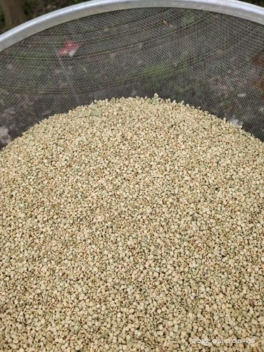 败草籽晒干发货很舒服耐用