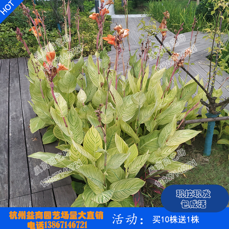 花叶美人蕉挺水植物浮岛种植紫叶矮化水生花卉净化水质花苗包邮