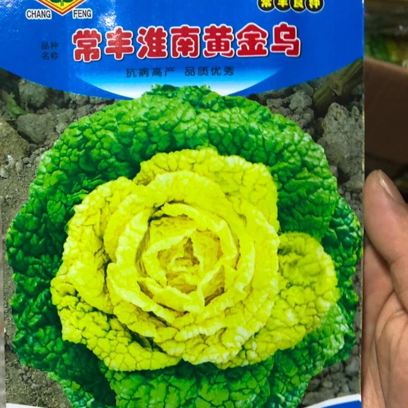 黄心乌菜种子乌塌菜菊花芯种子黄心菜白菜淮南特色菜秋季播种孑