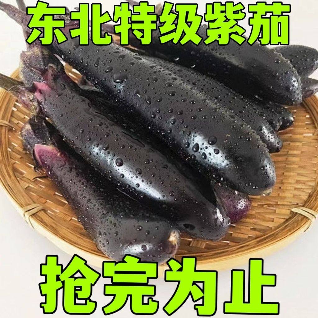 东北特产茄子蔬菜产地新鲜紫长茄子 紫立人 602 现摘现发5斤包邮