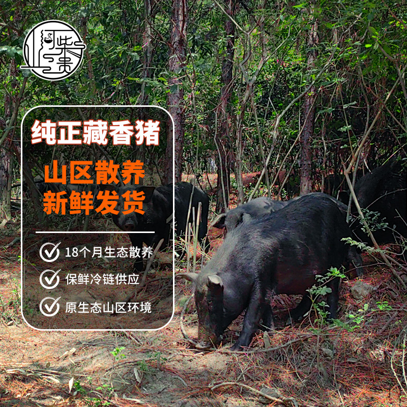 藏香猪三斗米湖北特产猪肉冷冻图片