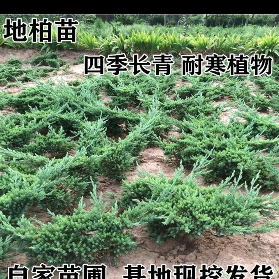 地柏苗爬地柏苗沙地柏苗正宗盆景素材苗耐寒苗工程河堤山坡绿化苗