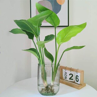 天堂鸟绿植盆栽家用好养大型水培大叶植物四季花卉办公室内