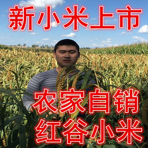 2025年新小黄米 新米农家米 东北红谷小米黄小米煮粥米包邮