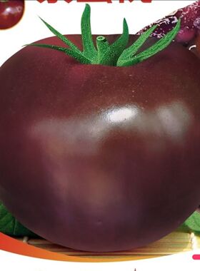 紫蜜桃柿子纯紫色种子大紫柿子番茄种仔