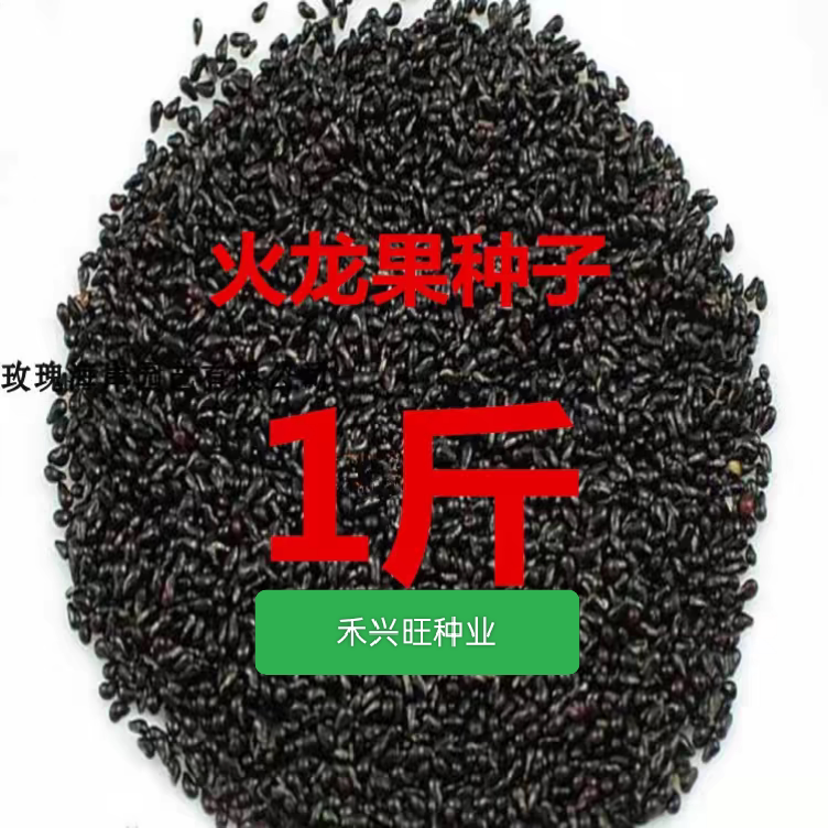 ，红皮火龙果 姿秀 水果种子 家庭园艺种子