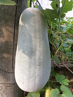 老品种无转基因冬瓜种子农家自种四季播高产易种蔬菜种子