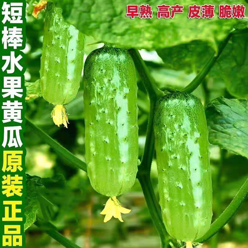 水果黄瓜种子高产抗病耐热耐寒四家庭园艺种子