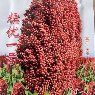 糯高粱种子老品种红粘高粱种籽酿酒高粱籽高产抗病大田杂交