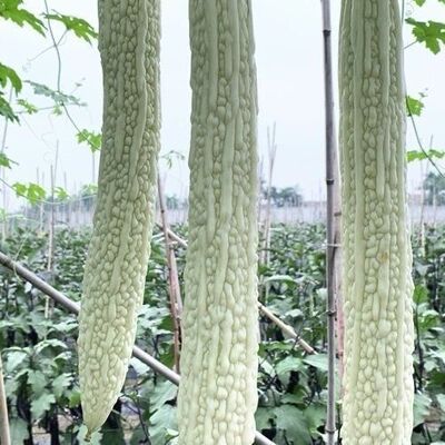 白玉苦瓜种籽大长白苦瓜种子早熟中熟四季蔬菜春天四季播种菜子