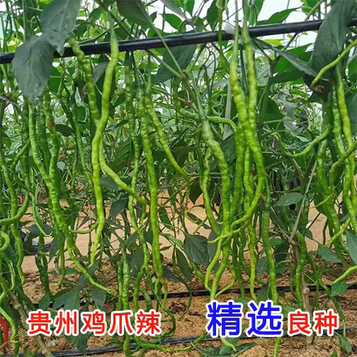 二荆条辣椒种子超长线椒种子薄皮家庭园艺种子