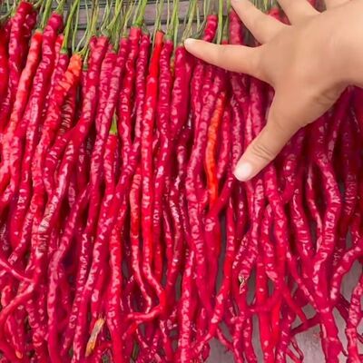 贵州特产红线椒种毕节鸡爪辣椒种二荆条辣椒种大方鸡肠子皮辣椒种