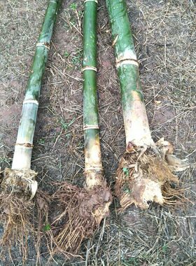 甜竹笋竹苗云南勃氏甜龙竹笋苗台湾水果竹笋种植苗可生吃的水果笋